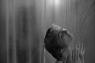 Psycho de Alfred Hitchcock (1960)