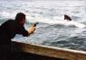 Les dents de la mer (Jaws)
